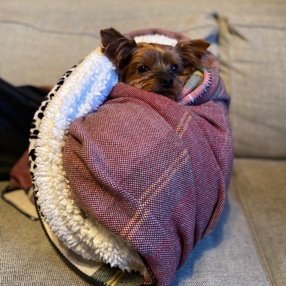 Meet your Posher, Benji